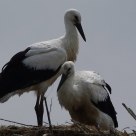 Young storks on their nest